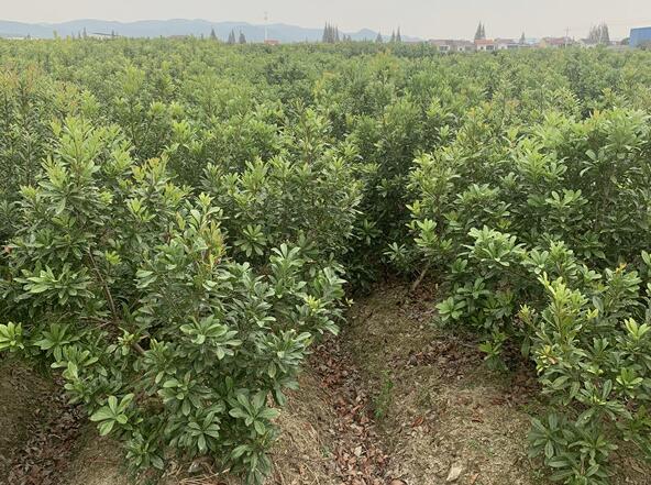 杨梅苗基地