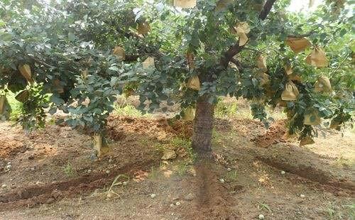 贵阳果树种植基地