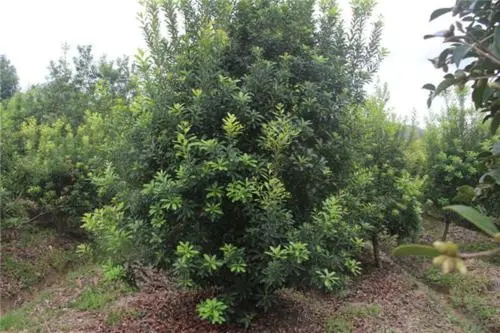 贵阳杨梅苗种植基地