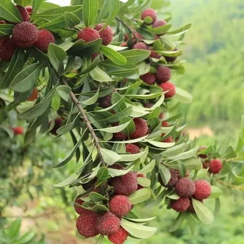 贵州杨梅苗种植基地