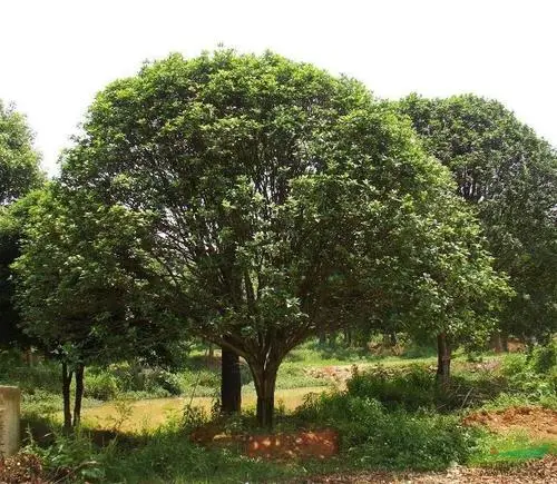 杨梅苗培育基地