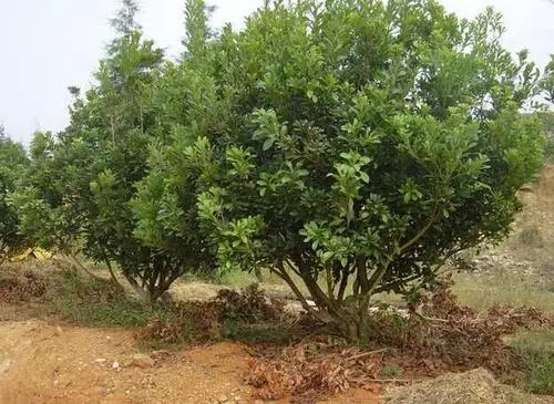 贵阳杨梅种植基地